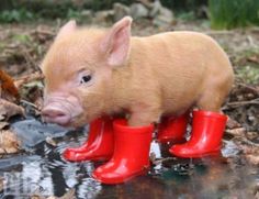 rain boots 1